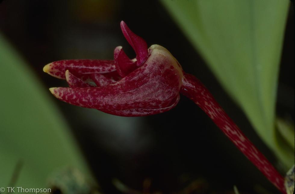 Bulbophyllum species