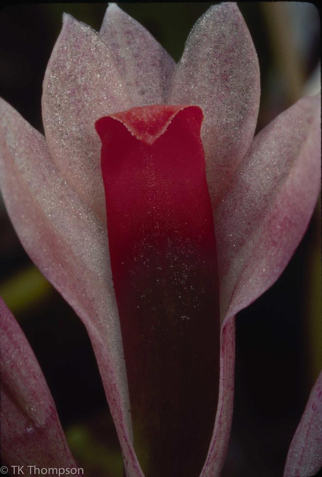 Dendrobium quinquecostatum