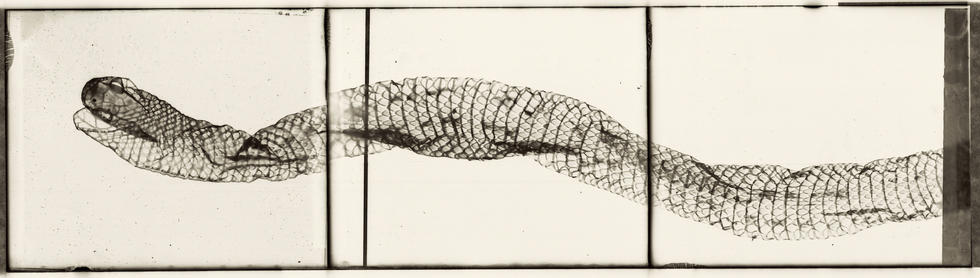 Snake
