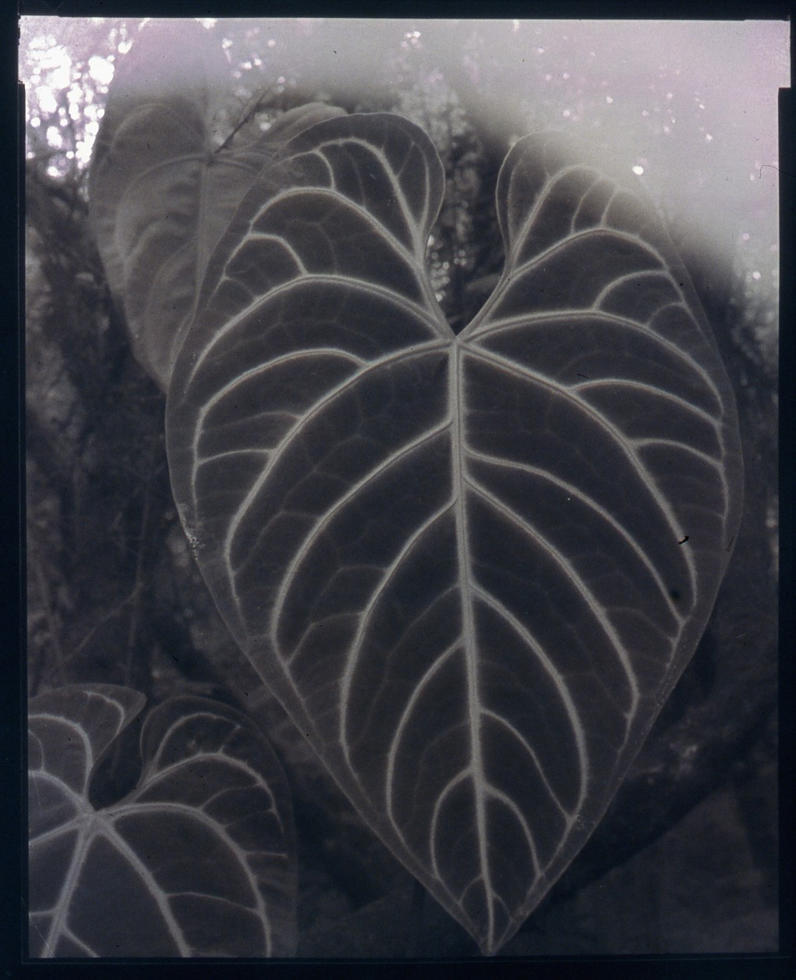 Anthurium Regal