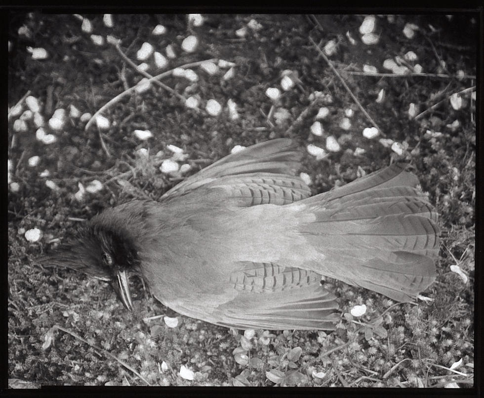 Stellar Jay