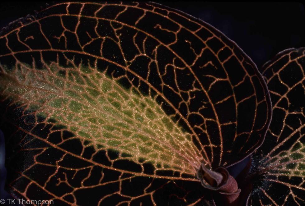 Macodes petola