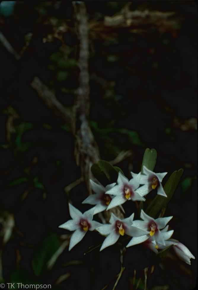 Maxillaria in situ, Costa Rica