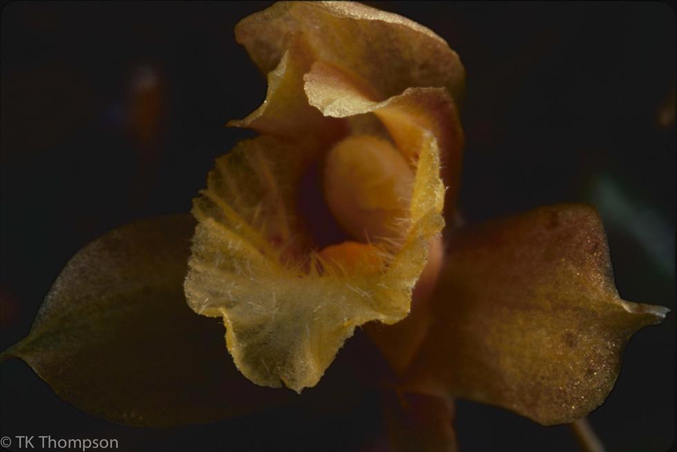 Maxillaria species