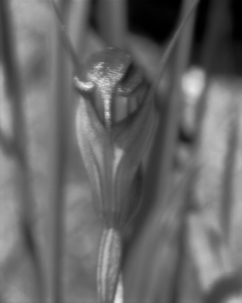 Pterostylis