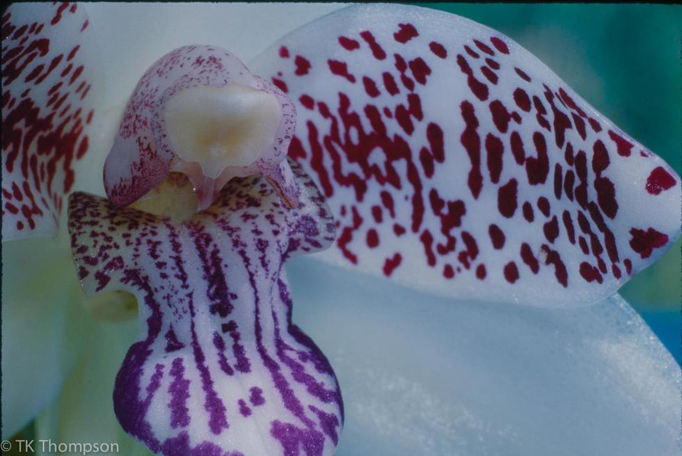 Pabstia jugosa
