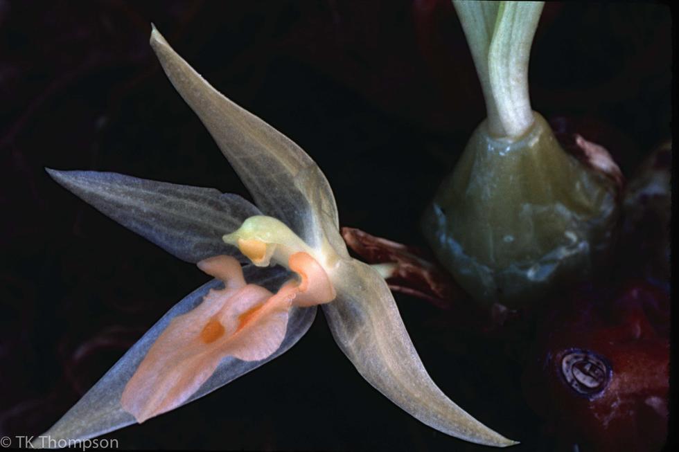 Panisea uniflora