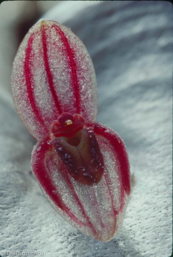 Pleurothallis matudae