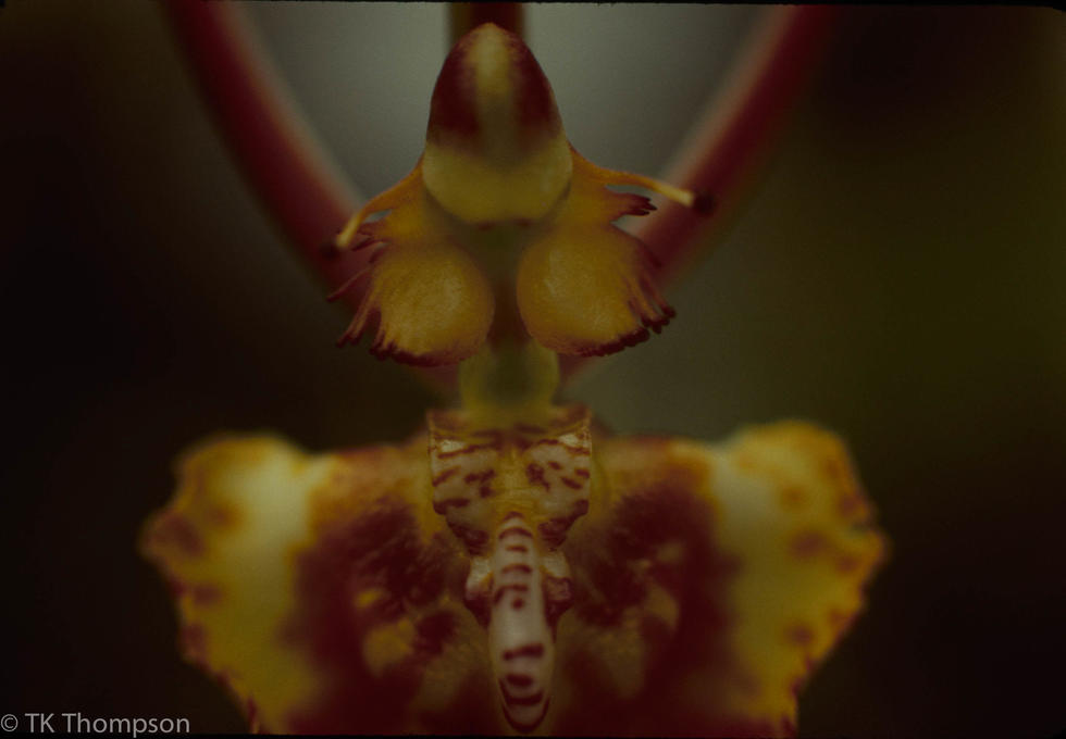 Psychopsis papilio