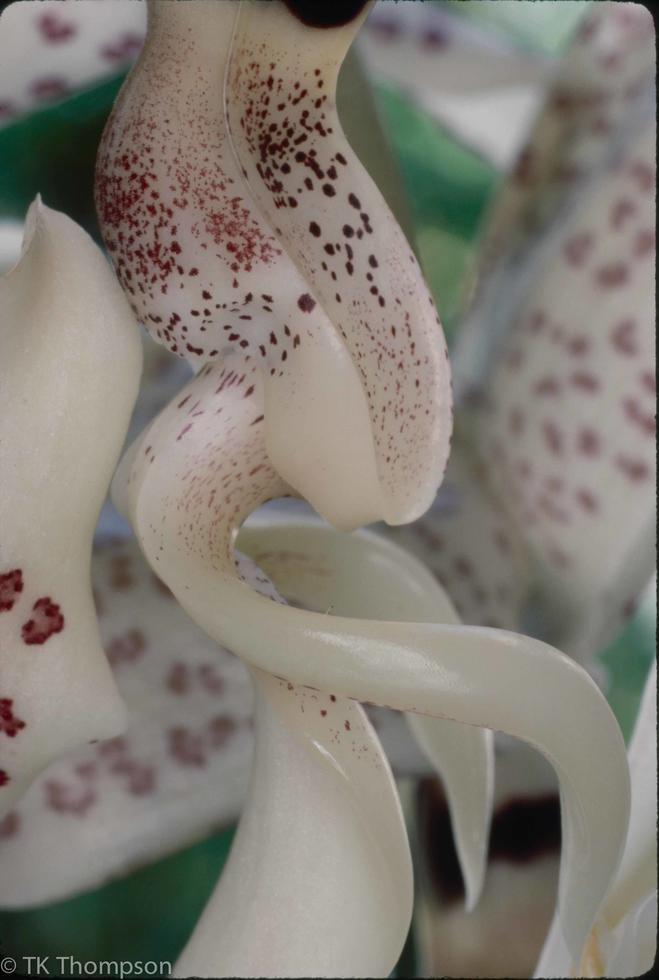 Stanhopea gibbosa