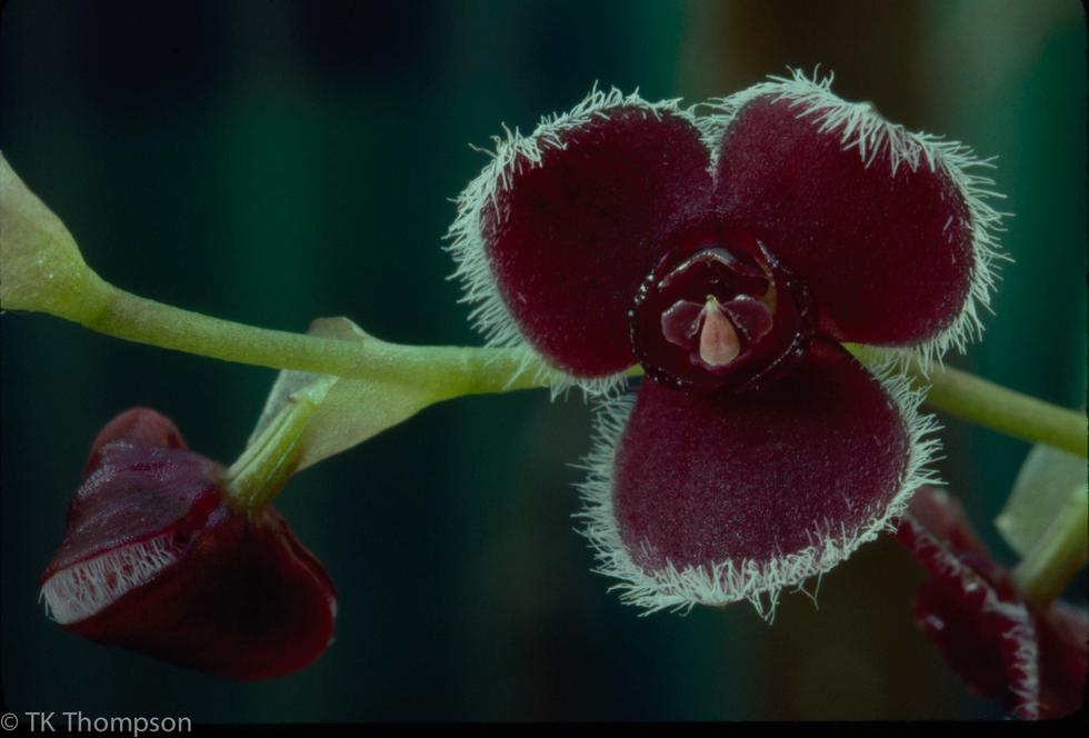 Stelis cilolata