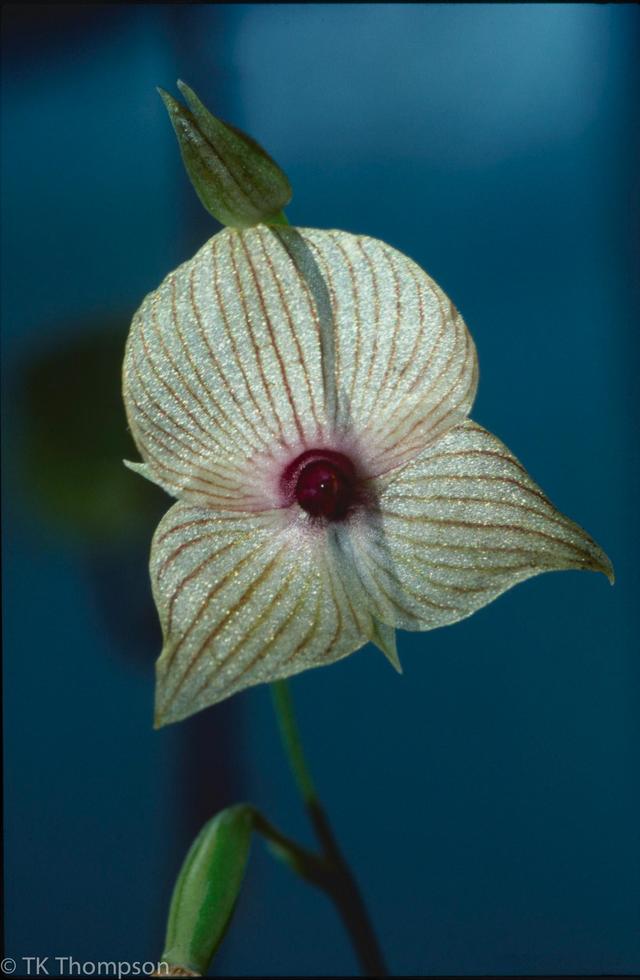 Telipogon venustus