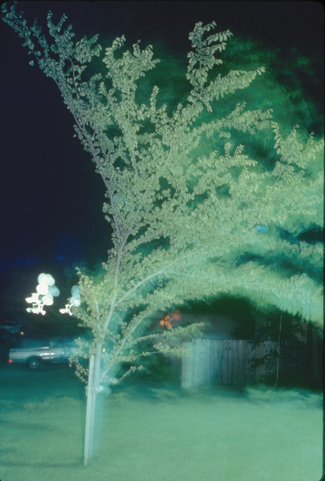 Tree in Sacramento