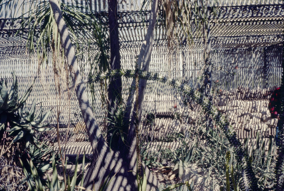 Lath House Arizona