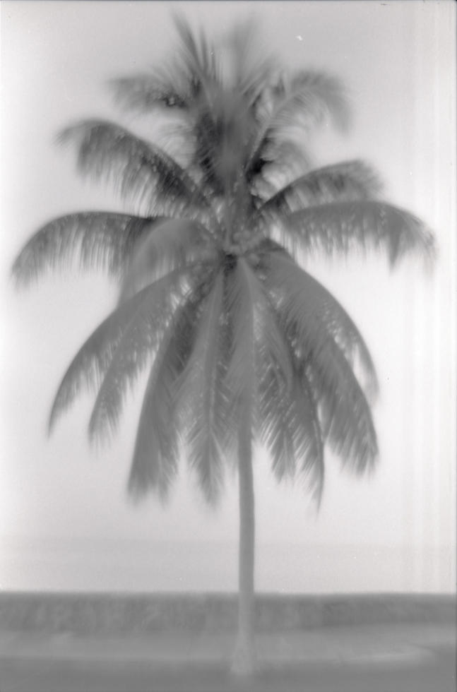 Palm, Borneo