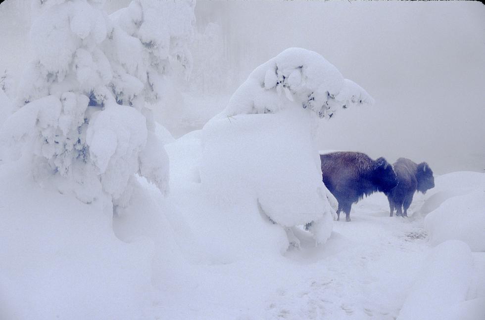 Bison in Winter