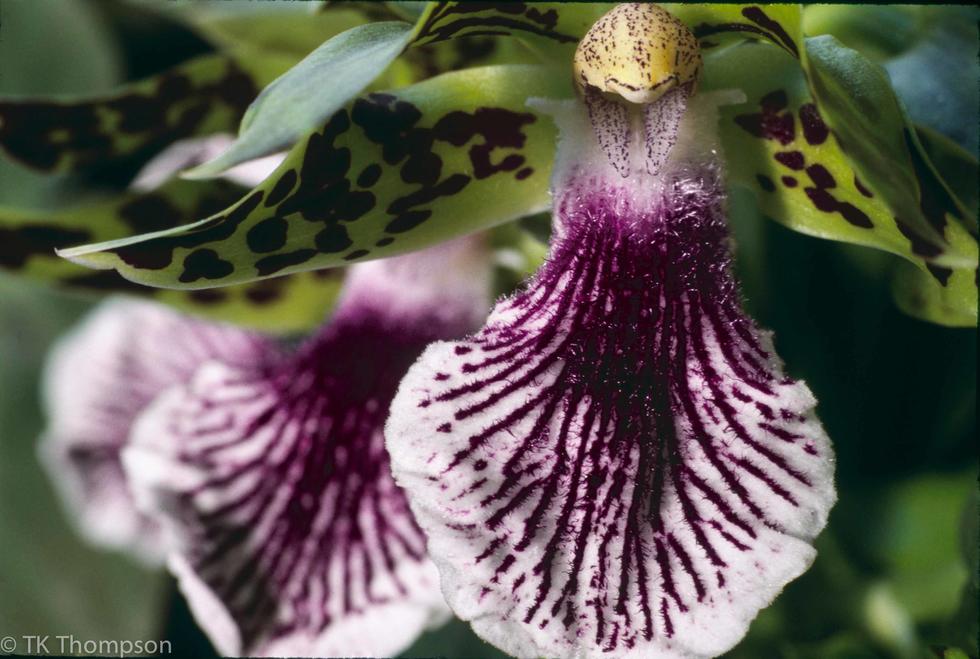 Zygopetalum intermedium