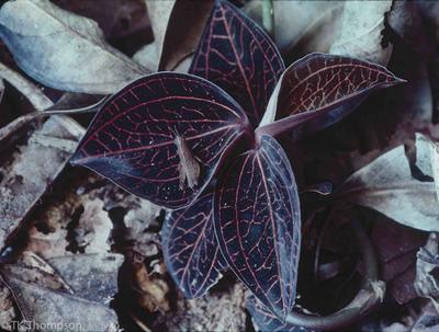 Anoectochilus albolineatus