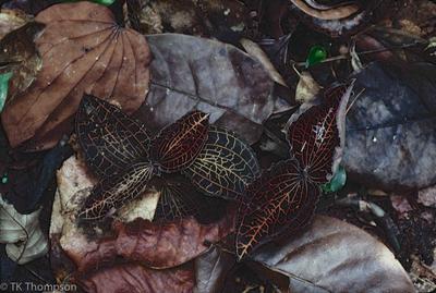 Anoectochilus lowii