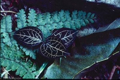 Anoectochilus species