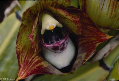 Bifrenaria tetragona