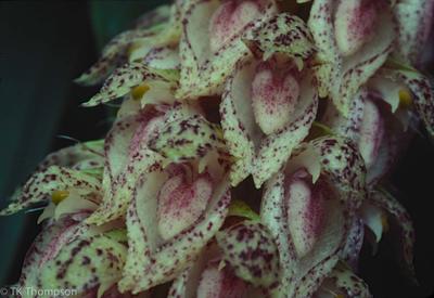 Bulbophyllum careyanum