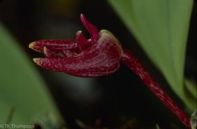Bulbophyllum species
