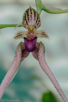 Bulbophyllum species