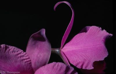 Cattleya percivaliana