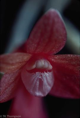 Dendrobium lawesii