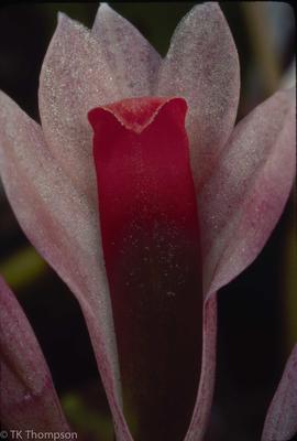 Dendrobium quinquecostatum
