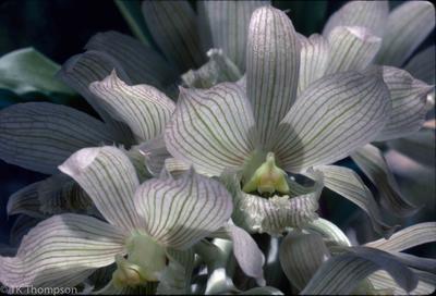 Dendrobium species