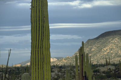 Catavina Saguaro