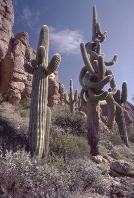 Saguaro, New Mexico