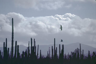 Crows Over Saguaro, New Mexico