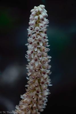 Eria pachystachya, Malaysia
