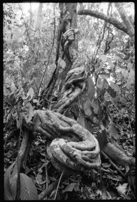 Fractal Forest 2, Jungle outside of Simanggang, Sarawak, Borneo