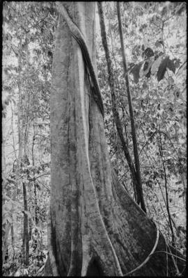 Fractal Forest 5, Jungle outside of Ranau, Sabah, Borneo