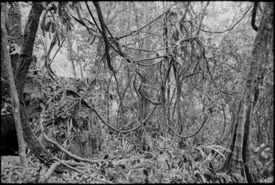Fractal Forest 6, Kinabalu trail, Sabah, Borneo