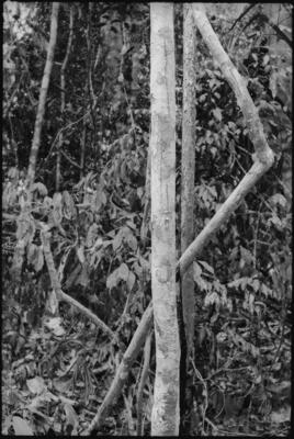 Fractal Forest 10, Sabah, Borneo