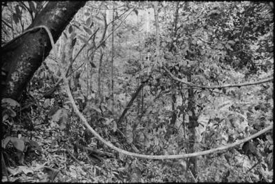 Fractal Forest 13, Outside of Kuching,Sarawak, Borneo