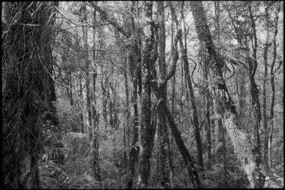 Fractal Forest 15, Poring hot springs trail , Sabah, Borneo