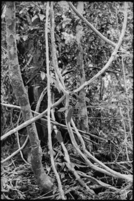 Fractal Forest 17, Mt. Kinabalu , Sabah, Borneo