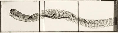 Snake