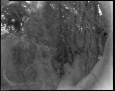 Into The Woods 2