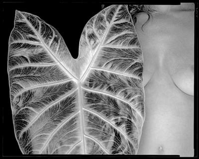 Alocasia Leaf
