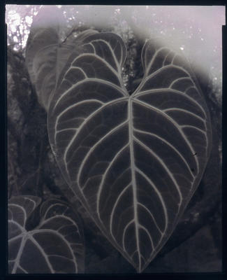 Anthurium Regal