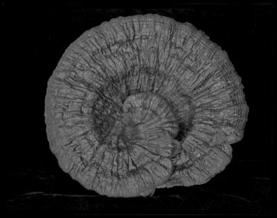Garden Mushroom | Yin Yang