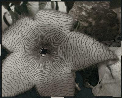 Stapelia
