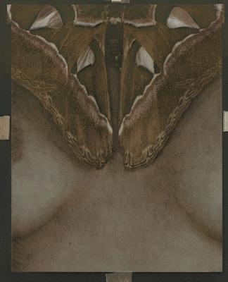 Mothwings